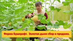 Ферма Бушкрафт в Пханге. Вьетнам.  Золотая дыня сбор и продажа.