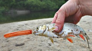 Вот какую рыбу можно словить на сосиску! Какая рыба клюет на сосиски и колбасу?