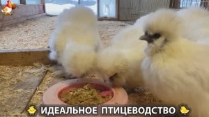 Идеальное птицеводство достойно восхищения 🐓🦆🦢🦚🦃🐔 эпизод (431)