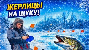 Жерлицы на щуку и живец — выезд на снегоходе на две реки! Наловил живца, поставил жерлицы