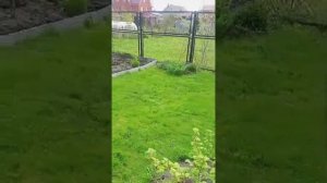 Сад после весенней обрезки