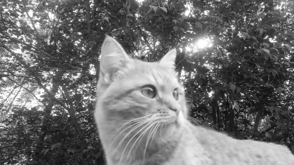 Чёрно-белые коты