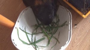 Блэкки и Белочка травку вместе едят май2022