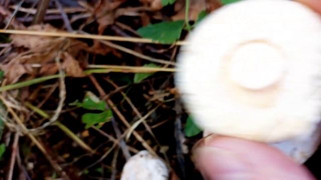 В ГОРНЫЙ ЛЕС ЗА ДИКОРОСАМИ/ХОРОШИЙ ВЫХОД ГРУЗДЯ/ЯБЛОК? смотреть онлайн