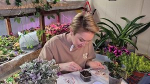 БЕГОНИЯ.ПОСЕВ СЕМЯН НА РАССАДУ.2026