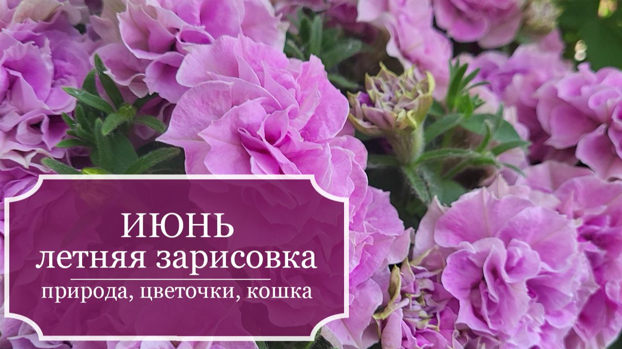 Летняя зарисовка для хорошего настроения - ИЮНЬ - природа вокруг и цветы на веранде смотреть онлайн