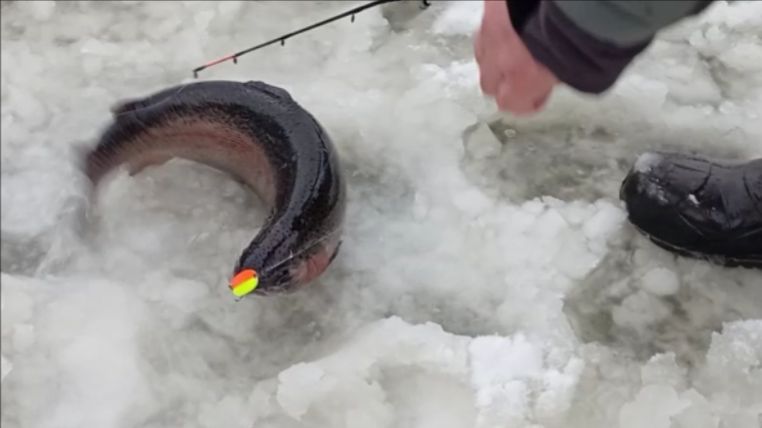 Ловим форель на активные снасти. Нижний пруд. Клёвое место Лосиный остров. смотреть онлайн