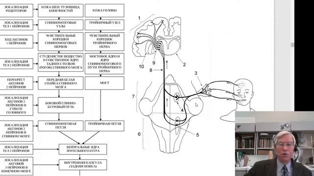 Анатомия. Проводящие пути нервной системы смотреть онлайн