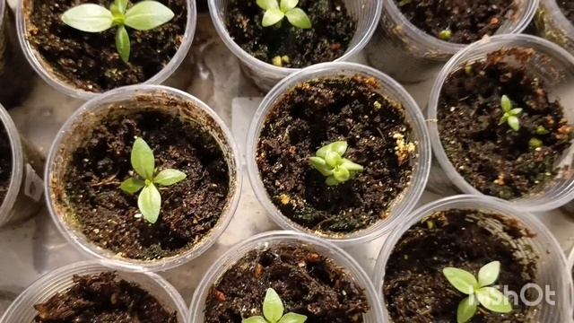 Все про эустому 🌺🌿😍 смотреть онлайн