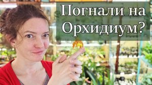 Как ВЫБРАТЬ ХОРОШУЮ Орхидею на Орхидиуме. Лайфхак от Белки.
