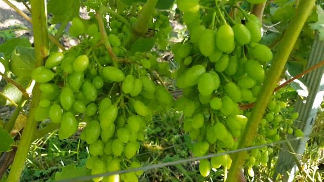 ВИНОГРАД в СЕРЕДИНЕ ЛЕТА. ВИНОГРАД ПОДМОСКОВЬЯ. ТопСа? смотреть онлайн