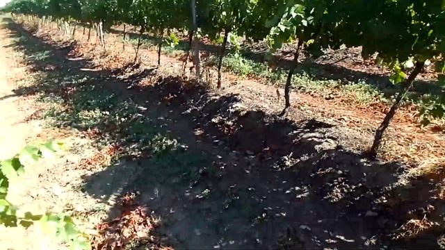 виноград бастардо. смотреть онлайн