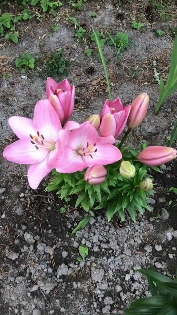 Ленобласть. Хвойное. 21.07.2024. Цветы на даче. Лилия густомахровая нестези Эпизод 3 (1)