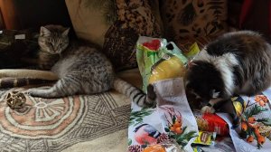 Долгожданная зима, мышка-малютка и подарки с Орхидиума