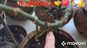 1000015544.mp4  🖋️🚀РАССКАЗАВАЮ ПО ПРОСЬБЕ ПОДПИСЧИЦЫ 💃🔥МОИ БУДНИ 🖋️🚀