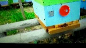 Пчелы-воровки на отводках