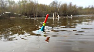 Линь в нерест! Когда нерест у линя? Клюет ли линь в нерест? Секреты рыбалки на линя весной