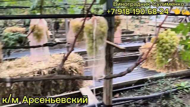 Обзор бессемянных сортов и ГФ на 7.09.25г.(Афродита,Авата? смотреть онлайн