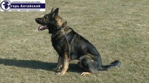 Как научить команде Рядом