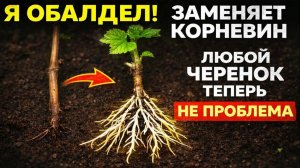 Я обалдел. Гениально и просто! Способ укоренения любых черенков без корневина Много корней за 1 день