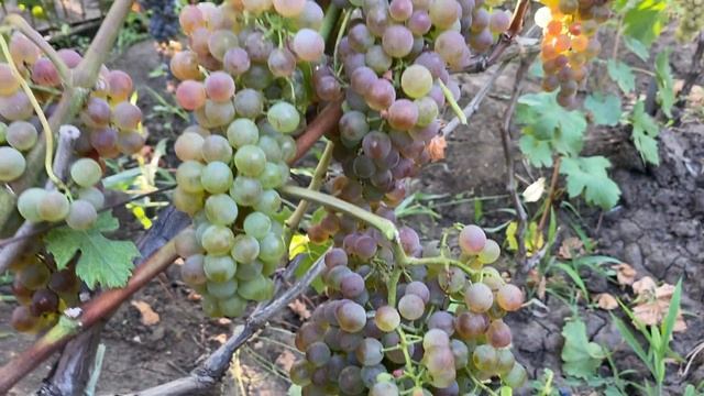 Пифос - устойчивый ранний плюс розово ягодный техниче? смотреть онлайн