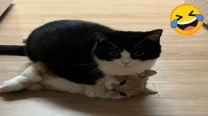 🐕 Лучшие смешные видео с животными для отличного настроения! 🐈 Вы будете смеяться! 😺