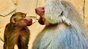 Вы только посмотрите на какие выкрутасы идет Люся, даже КУВЫРКАЕТСЯ через голову для Елисея)))