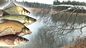 Какая рыба клюет по первому льду? Как и где ловить рыбу зимой по первому льду?