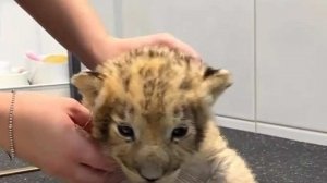 Петербуржец привез львенка в груминг-салон на стрижку когтей