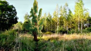 Прогулка в поле -3