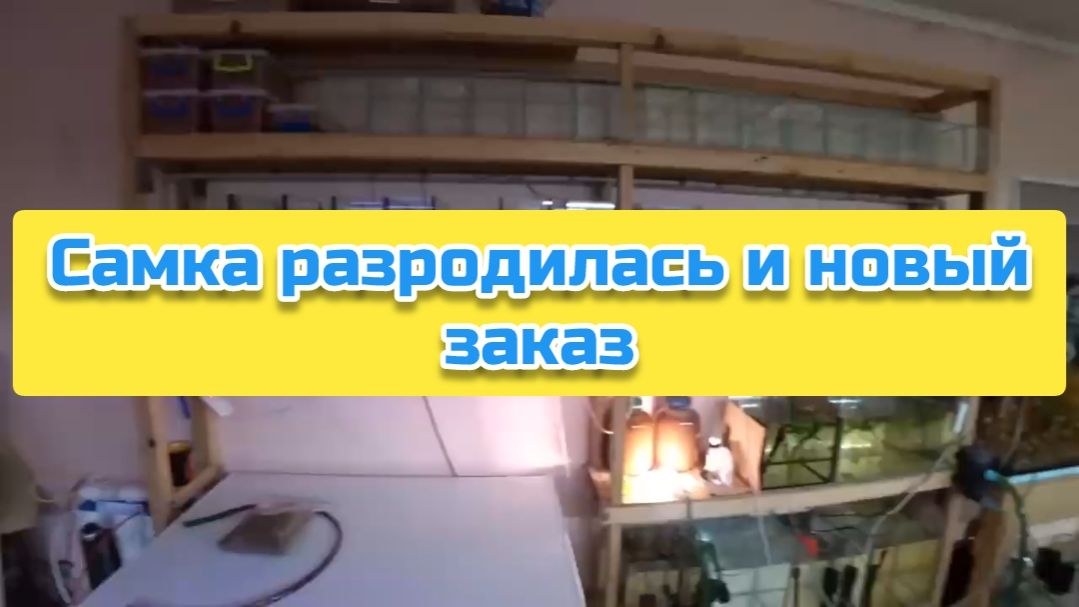 Самка разродилась 139 мальками и новый заказ смотреть онлайн