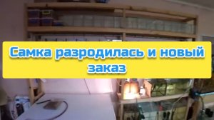 Самка разродилась 139 мальками и новый заказ