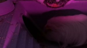 Морская свинка