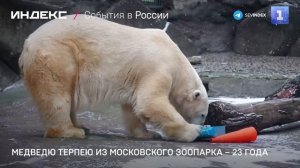 Медведю Терпею из Московского зоопарка – 23 года