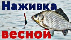 Лучшая наживка по весенней холодной воде в апреле марте для поплавочной удочки!