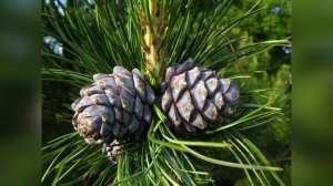 Шишки кедра (Слайд)