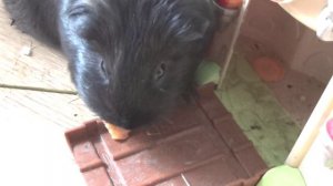 Блэкки замок и гамак май2022