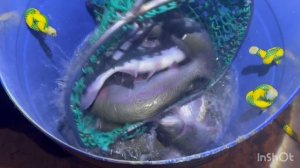 Пополняем садки Форелью