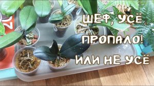 Реанимация Орхидей в Размере 1,7 и Все Остальные Неудачи. Части Три, Четыре и Пересадка.