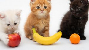 МУЛЬТИКИ ДЛЯ ДЕТЕЙ | МУЛЬТФИЛЬМЫ ДЕТЯМ