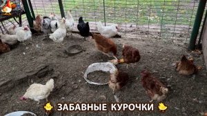 Забавные курочки несушки на сельском подворье 🤗😂😜 (62)