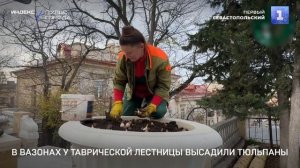 В вазонах на Таврической лестнице высадили тюльпаны