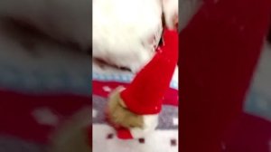 Похититель новый года