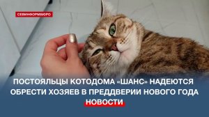 Постояльцы котодома «Шанс» надеются обрести хозяев в преддверии Нового года
