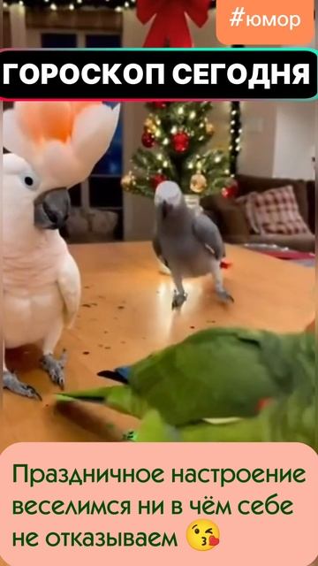 #юмор гороскоп с юмором  #попугайчики #смешно смотреть онлайн