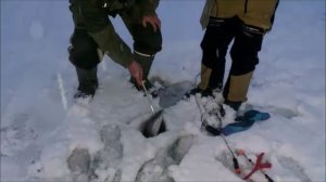 Открытие ледового сезона начинаем с поимок на поставушки. Клёвое место, Лосиный остров, нижний.