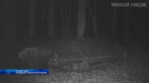 От всех кабанов, убитых во время охоты, или найденных мёртвыми, необходимо проводить 100% отбор проб