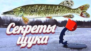 Щука неизбежно будет ловиться и по многу! Толковое обучение ловли щуки на жерлицы зимой.