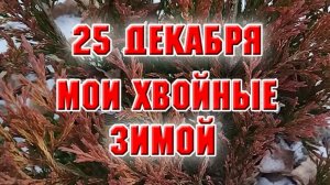 25 декабря. Мои хвойные зимой