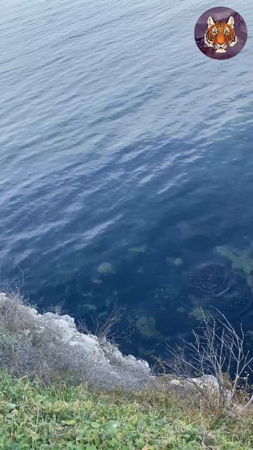 Красивый Вид в Херсонес #блогер#природа#tigrvtanke смотреть онлайн